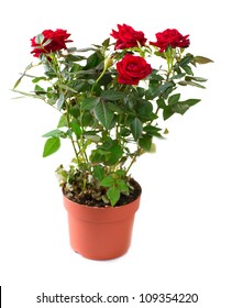 31,992 Red Rose In Pot Images, Stock Photos & Vectors | Shutterstock