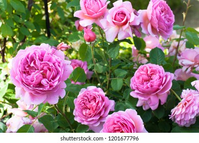 Roses (Princess Alexandra Of Kent)