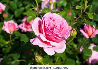 Roses (Princess Alexandra Of Kent)