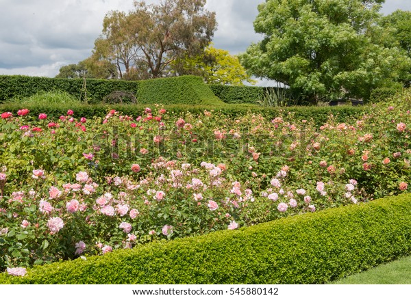 Roses Rosa Herbaceous Border Surrounded By Stock Photo (Edit Now) 545880142