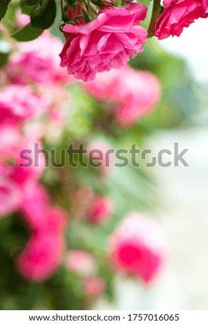 Roses. Rose bush in nature. Greeting card with roses. High quality photo.