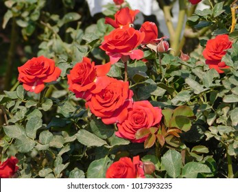 Roses From The Rose Farm