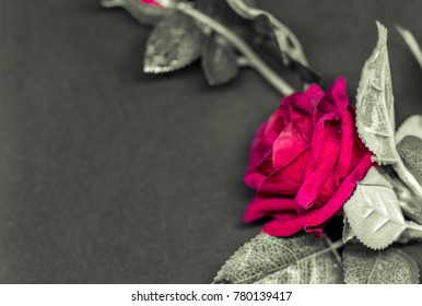 Roses with selective focus 