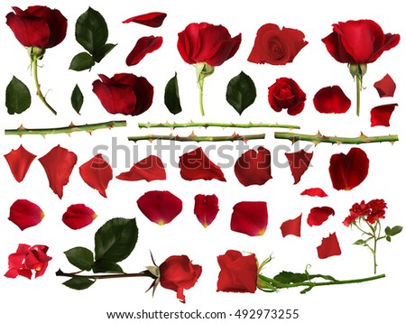 Roses set with isolated white background