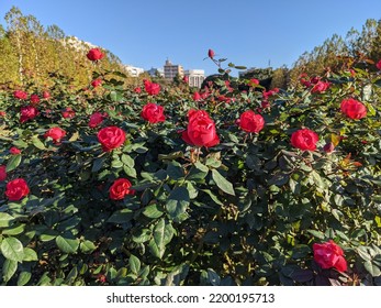 Roses Shinjuku Gyoen Park Tokyo