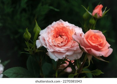 Roses are soft pink among green leaves. Photo taken on Helios 44. Nature, flowering, flower, bud.
