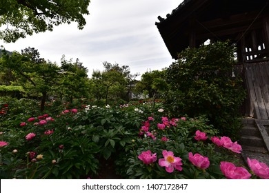 Roses And Temple Of Nara, Japan