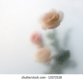 Roses And Textured Translucent Paper