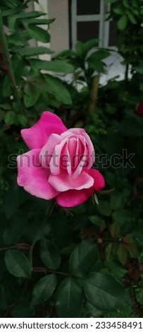 roses that are almost one hundred percent in bloom