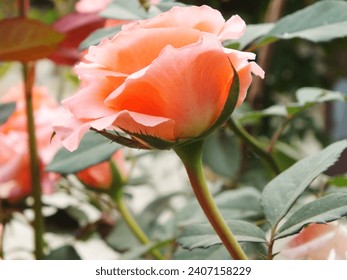 Roses in tropical garden.Colorful roses flower. Roses flower pattern,Fresh pink roses,Beautiful pink rose close-up.