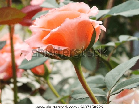 Roses in tropical garden.Colorful roses flower. Roses flower pattern,Fresh pink roses,Beautiful pink rose close-up.