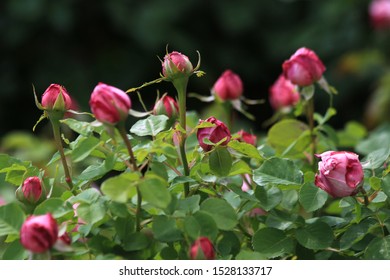 
roses of various colors in the park