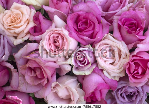 Roses Very Beautiful Flowers Fragrant Stems Stock Photo Edit Now 758617882