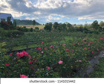 Roses in wangnamkiew