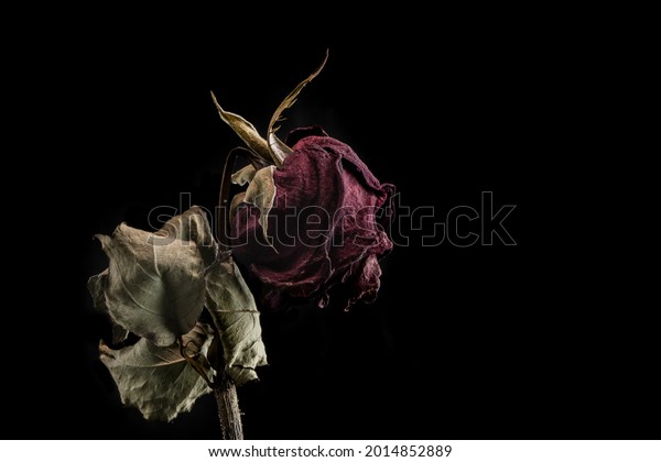 Tears on a withered flower 7