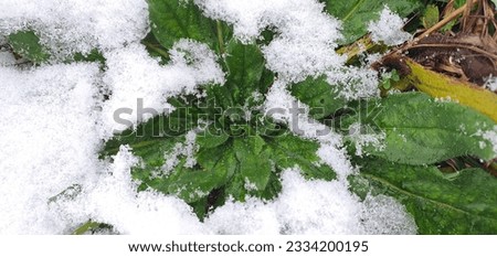 rosette of common bruise leaves under the snow