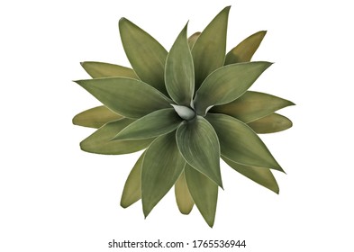 Rosette Of Fox Tail Agave, Or Agave Attenuata, An Attractive Whorled Succulent Plant Viewed In From Overhead Isolated On White With Copy Space