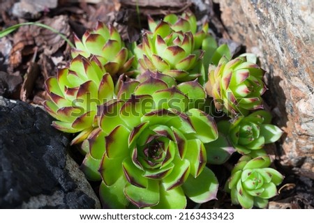 Rosette of Sempervivum tectorum or the common houseleek, close up-photo with selective soft focus