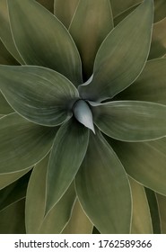 Rosette Of Spineless Green Leaves Of Fox Tail Agave, Or Agave Attenuata, An Attractive Whorled Succulent Plant Viewed In Close Up From Overhead In A Full Frame View