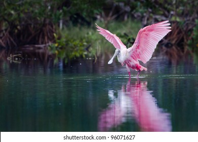 Rosette Spoonbill In The Florida Everglades