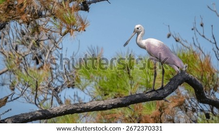 Rosette Spoonbill in the pond