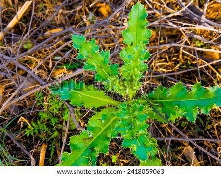 Rosette of young green leaves of Canadian thistle (also creeping or field thistle, 