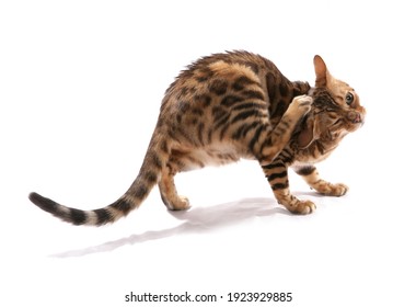 Rosetted Bengal Cat Itching Isolated On A White Background