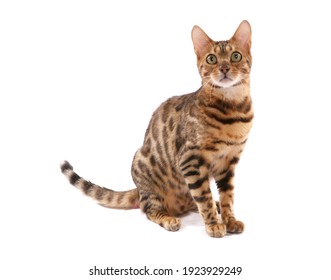 Rosetted Bengal Cat sitting isolated on a white background