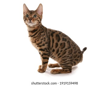 Rosetted Bengal Kitten isolated on a white background