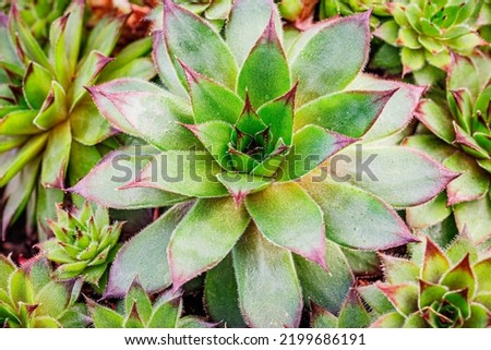 Rosette-forming succulent plant growing in garden. Common houseleek Evergreen perennial plants. Sempervivum tectorum rosette. 