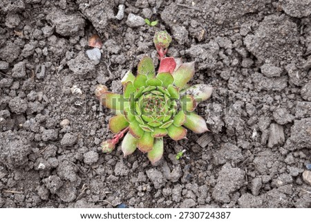 Rosette-shaped succulent with red tips sprouting from rough brown earth                      