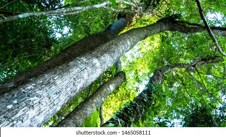 Rosewood Tree In The Forest