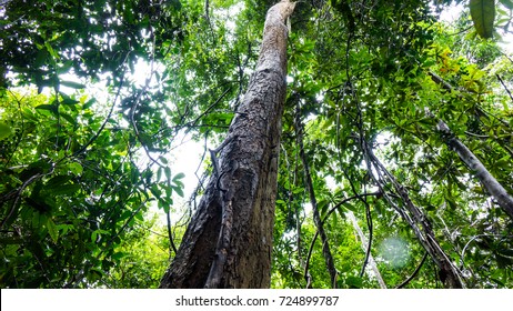 Rosewood Tree In The Forest