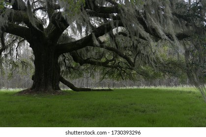 The Rosey Oak In The Movie Forrest Gump