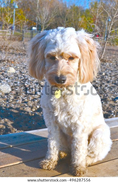 Rosie Cockapoo Having Thoughtful Moment Stock Photo 496287556 ...