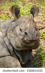 Rosie The Local Rhino In Nepal