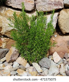 Rosmarinus Officinalis