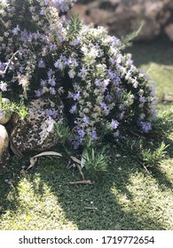 Rosmarinus Officinalis “Prostratus”. Mediterranean Aromatic Plants.