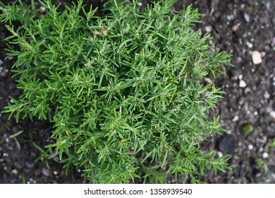 Rosmarinus Officinalis Plant