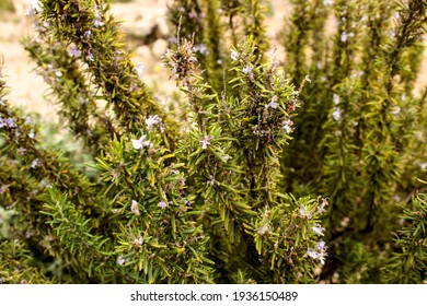 Rosmarinus Officinalis Plant In The Garden In Spring