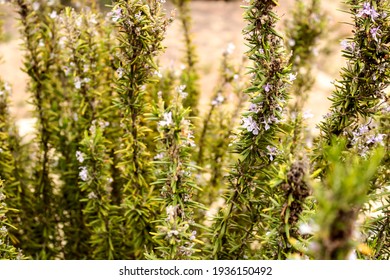 Rosmarinus Officinalis Plant In The Garden In Spring