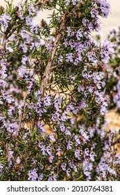 Rosmarinus Officinalis Plant In The Garden In Spring