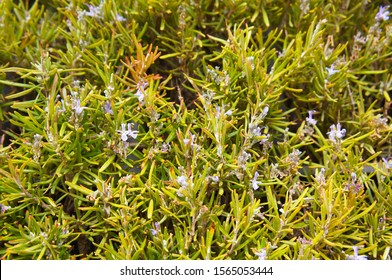 rosmarinus officinalis prostratus or creeping rosemary green plant with blue flowers background