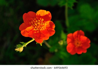 Rosoideae flower
