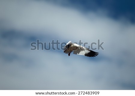 Ross's Goose