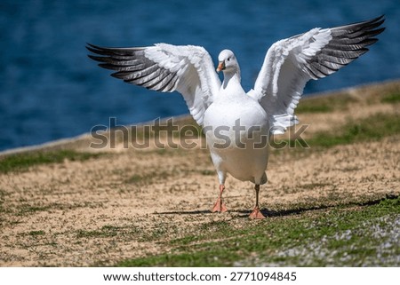Ross's Goose flapping its wings
