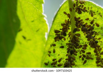 21,201 Aphid Images, Stock Photos & Vectors | Shutterstock