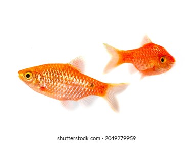 Rosy barb in front of white background - Shutterstock ID 2049279959