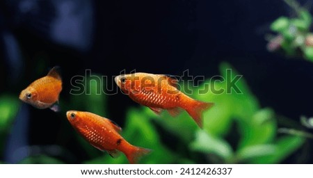 Rosy Barb (Red Barb) freshwater fish in aquarium - Puntius conchonius