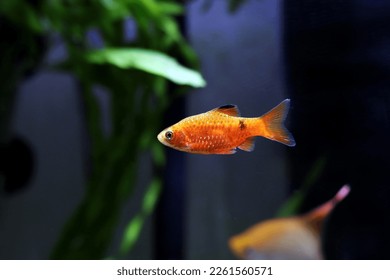 Rosy Barb (Red Barb) - Puntius conchonius